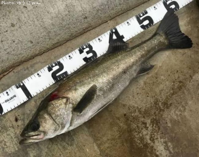 �����Х�