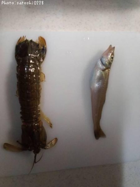 ���������䥳