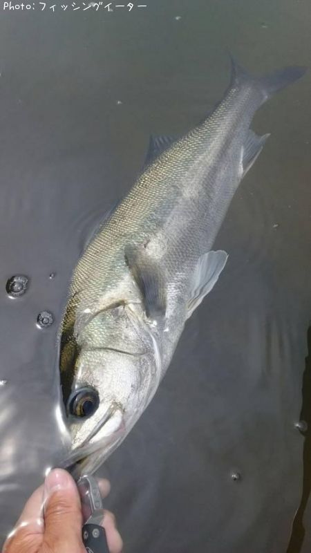 �����Х�