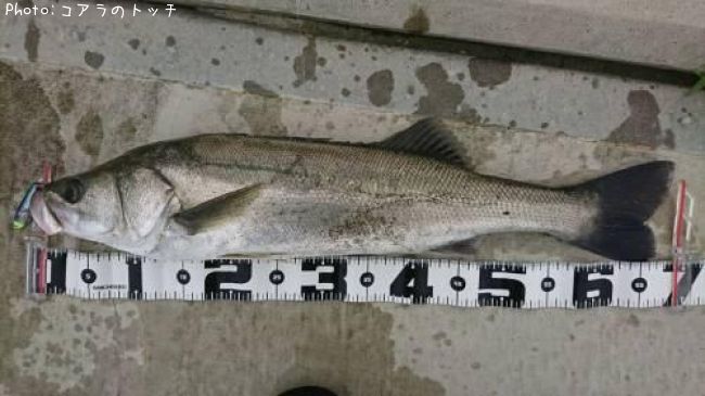 �����Х�