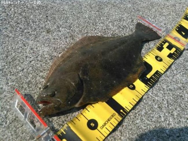 �ҥ��ʥ�����