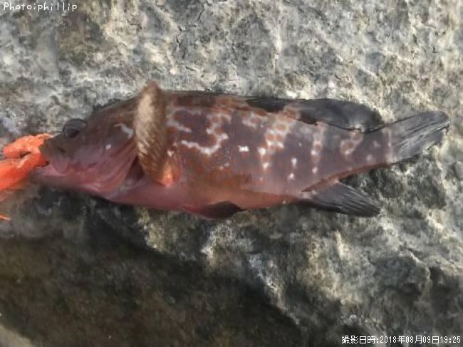 �����ϥ�