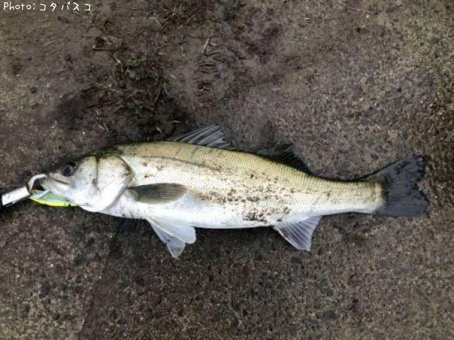 �����Х�