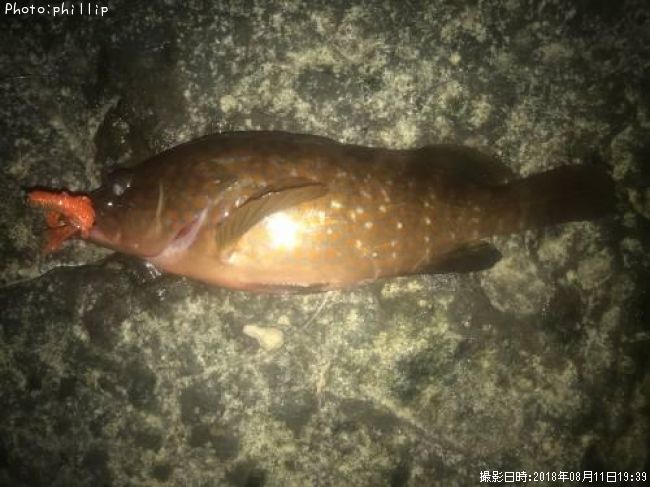 �����ϥ�