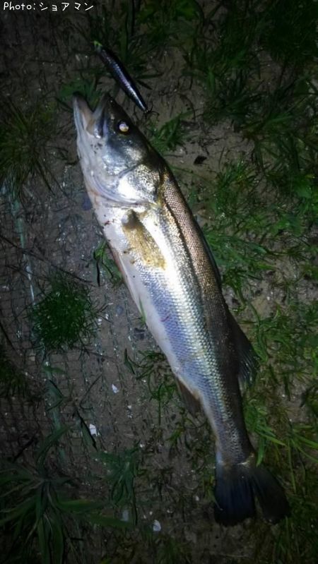 �����Х�