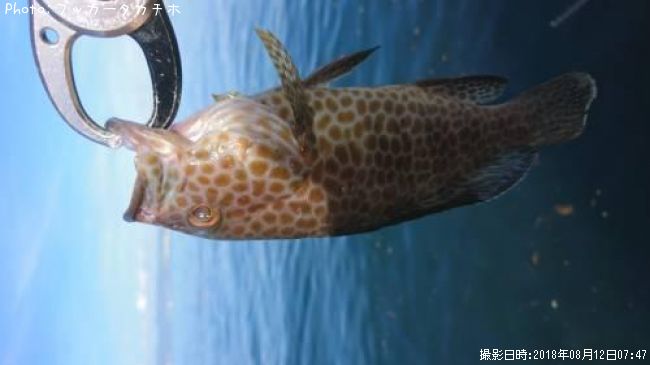 �������ϥ�