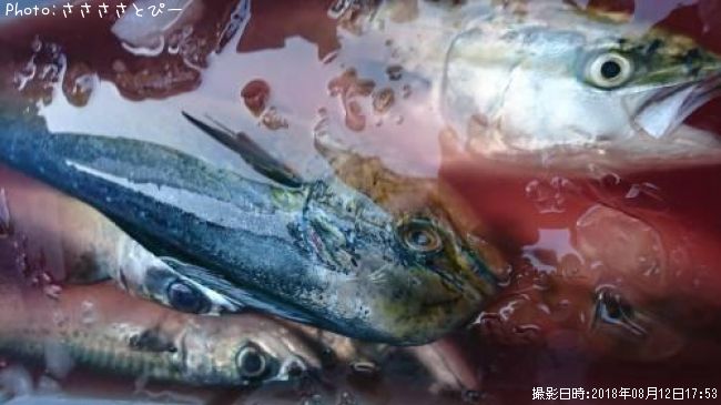 ������������ʥ������С�