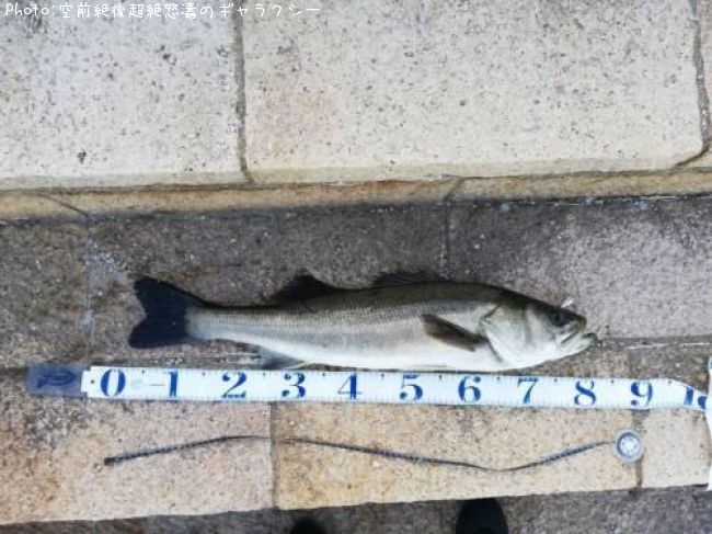 �����Х�