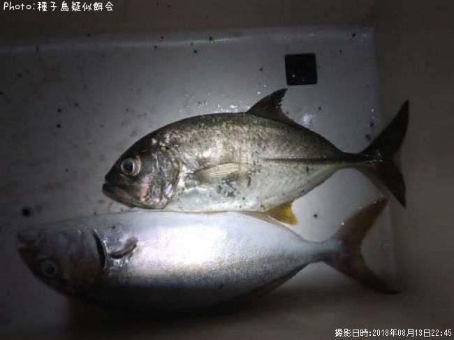 ���󥬥ᥢ��