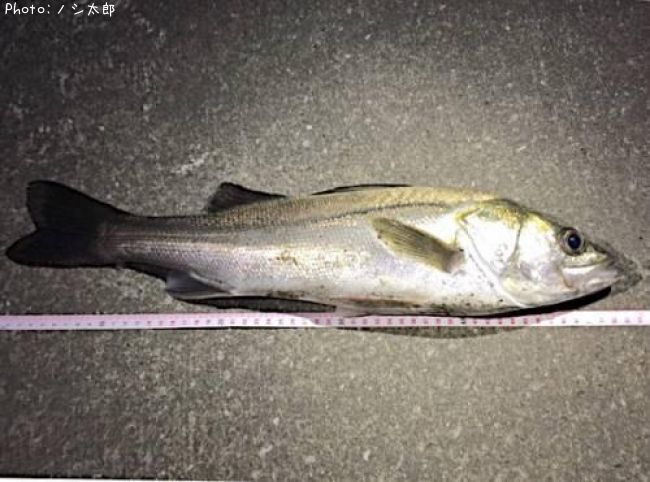 ���������ʥեå���