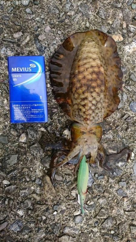 �����ꥤ��