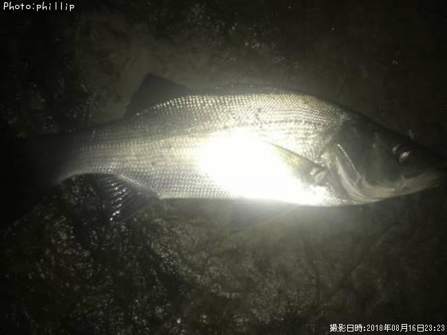 �ҥ饻����