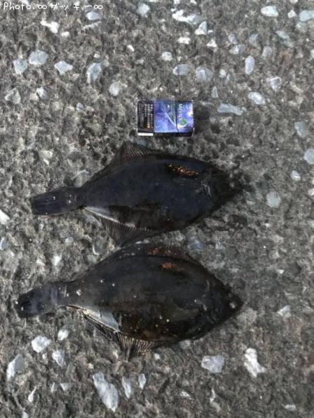 �ޥ����쥤