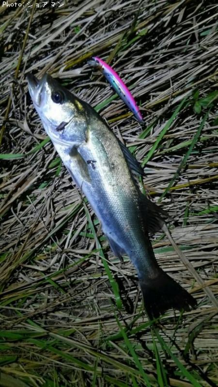 �����Х�