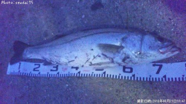 �����Х�