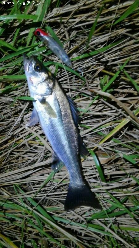 �����Х�