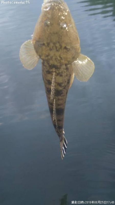 �ޥ���
