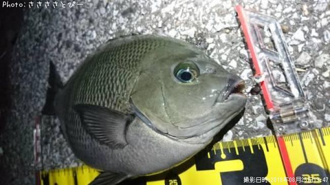 �᥸�ʡ���Х�������Х����������勵�ꥬ��