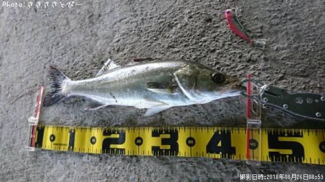 �����Х�