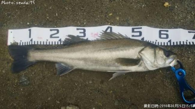 �����Х�