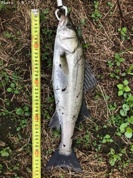 �����Х�