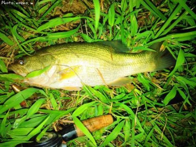 �֥�å��Х�