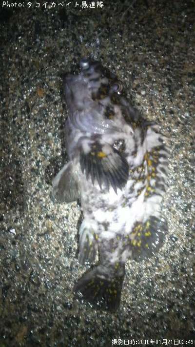 �����饽��