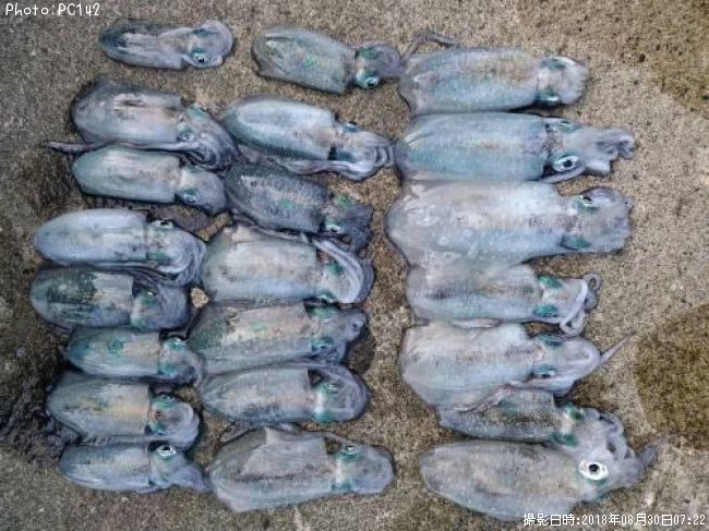 �����ꥤ��