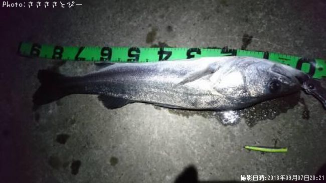 �����Х�