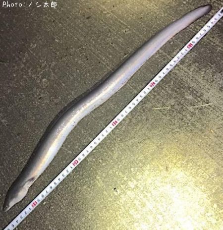 ���ʤ�
