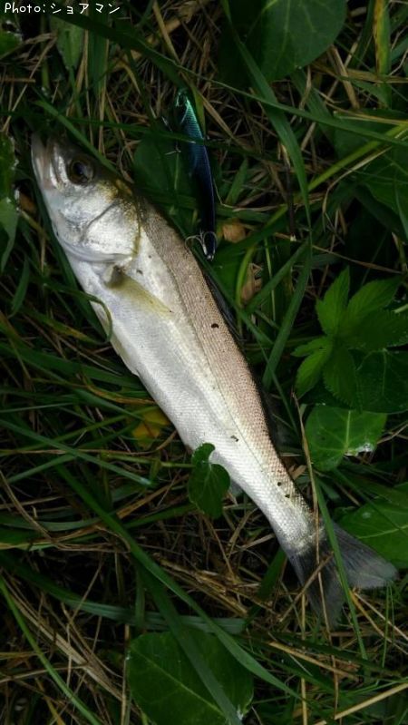 �����Х�