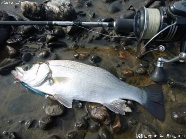 �ҥ饻����