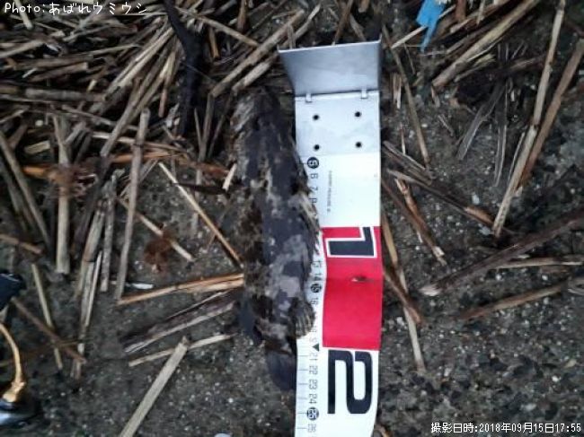 �����Υ���Х�