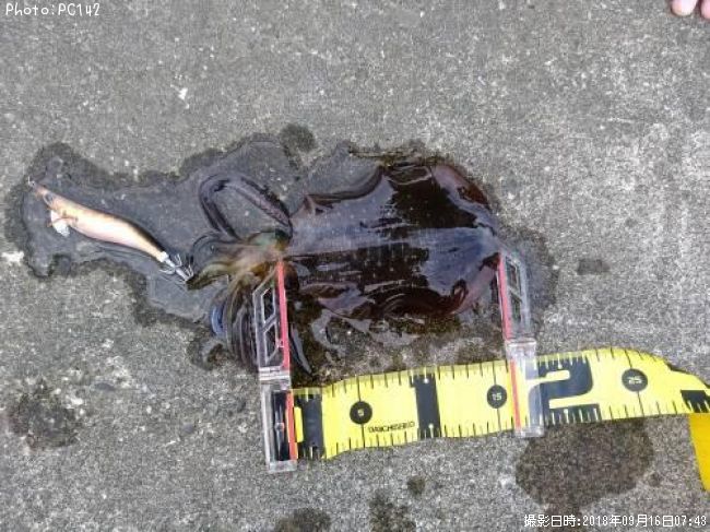 �����ꥤ��