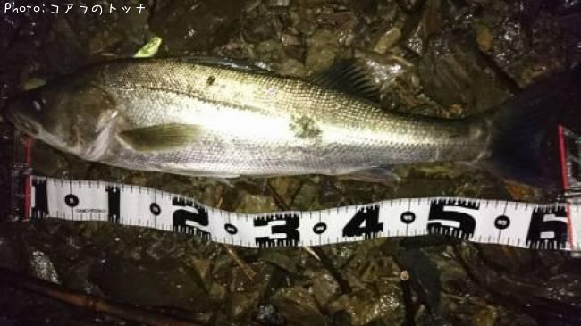 �����Х�