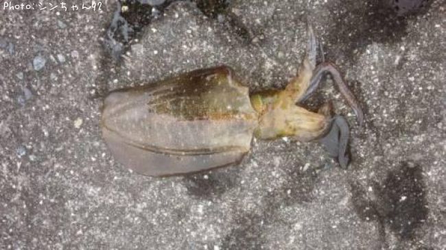 �����ꥤ��