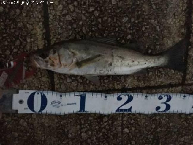 �����Х�