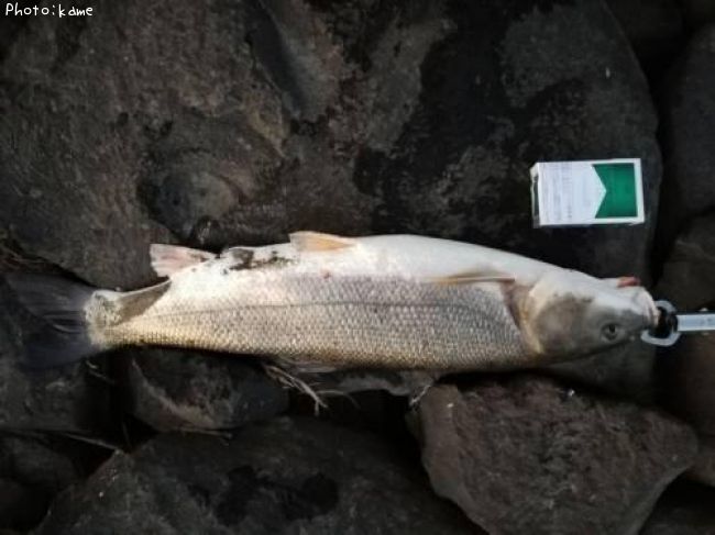 �ޥ륿������