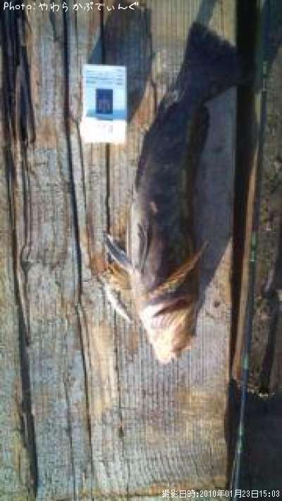 �����ʥ�