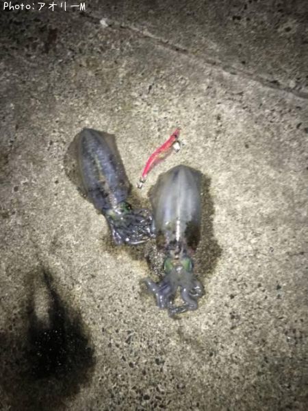 �����ꥤ��