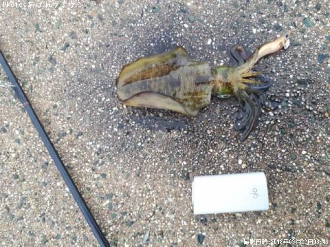 �����ꥤ��