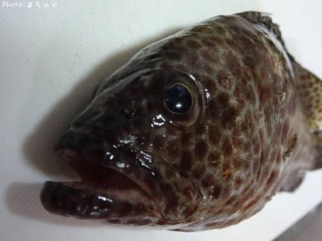 �����ߡ��Х��ڥ�����ϥ���