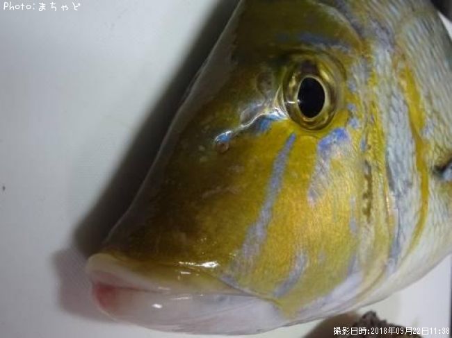 ���ޥ�ڥϥޥե��ե���