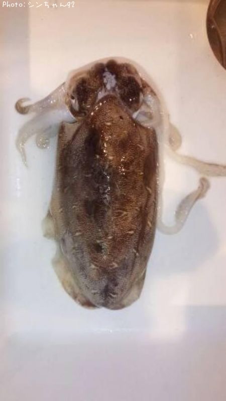 ��󥴥�����