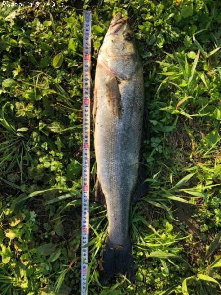 �����Х�