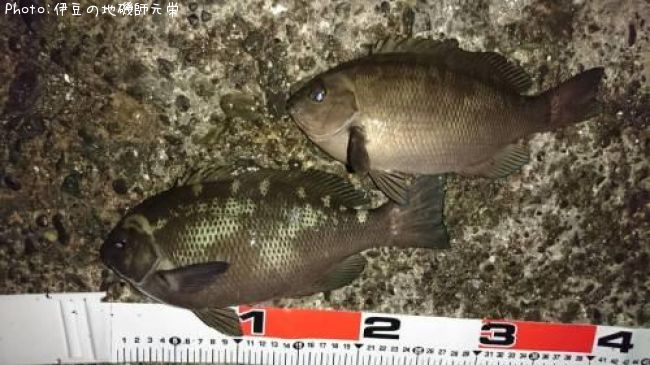 �����᥸��