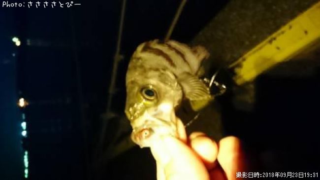 ��Х�������Х�