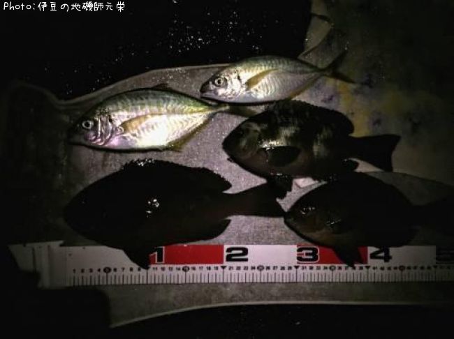 ��Ĺ�᥸��