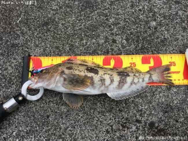 �����ʥ�