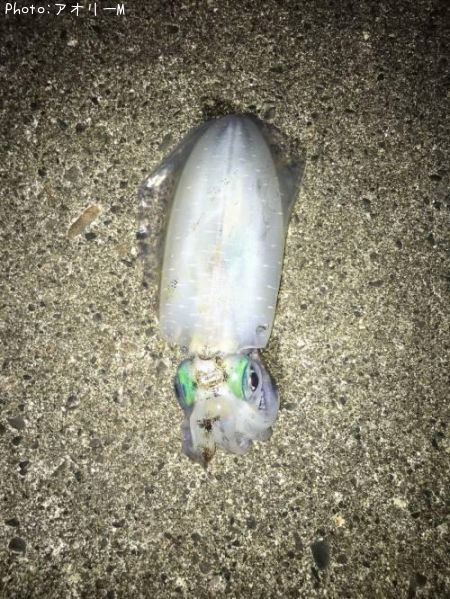 �����ꥤ��